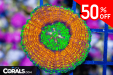 Untitled design(31).png