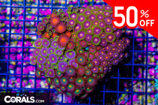 Untitled design(36).png
