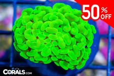 Untitled design(27).png