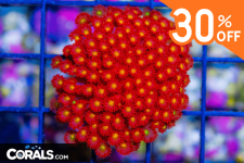 Untitled design(46).png