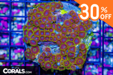 Untitled design(49).png