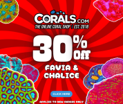 favia chalice sale.png