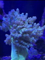 IMG_8147.jpeg