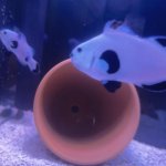 IMG_1041.jpeg