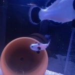 IMG_1040.jpeg