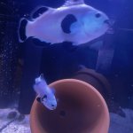 IMG_1036.jpeg