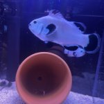 IMG_1033.jpeg