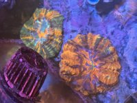 IMG_2315.jpeg