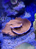 IMG_7411.jpeg