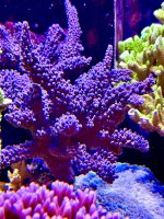 IMG_7402.jpeg