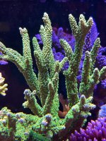 IMG_7401.jpeg