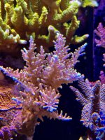 IMG_7409.jpeg