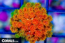 DSC03218.jpg