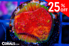 Untitled design(52).png