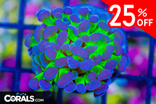 Untitled design(54).png