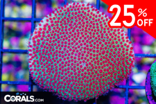 Untitled design(56).png