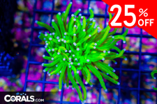 Untitled design(57).png