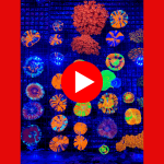 Untitled design(3).png