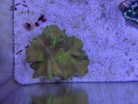 IMG_9245.jpeg