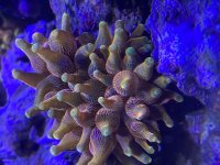 IMG_4218.jpeg