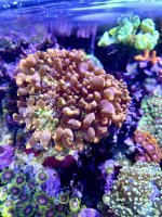 IMG_1908.jpeg