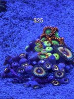 IMG_0423.jpeg