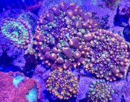 IMG_1929.jpeg