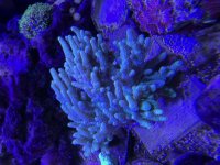 IMG_8237.jpeg