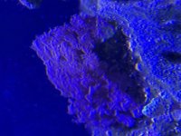 IMG_8474.jpeg