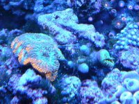 mr 2 acan.jpg