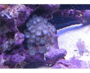 IMG_0820 586x474 blue palys.jpg