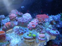 TheAussie_53008 copy.jpg