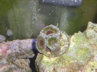 frist frags for sale 001.jpg