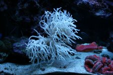 spagetti leather October.jpg