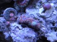 frist frags for sale 005.jpg