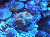 frist frags for sale 008.jpg