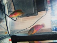 fishies 023.jpg