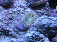 frist frags for sale 003.jpg