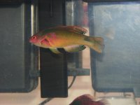 fishies 046.jpg