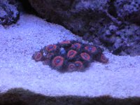 frist frags for sale 006.jpg