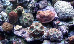 acons and micros .jpg