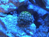 frist frags for sale 007.jpg