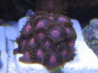 Zoanthid.jpg