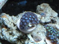 frist frags for sale 010.jpg