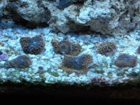 frist frags for sale 011.jpg