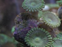 Lime GReen Palys.jpg