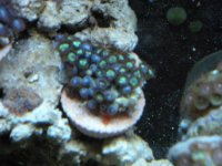 frist frags for sale 012.jpg