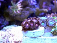 REd WHite Zoas.jpg