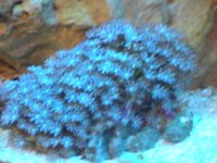frist frags for sale 014.jpg