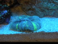 frist frags for sale 016.jpg